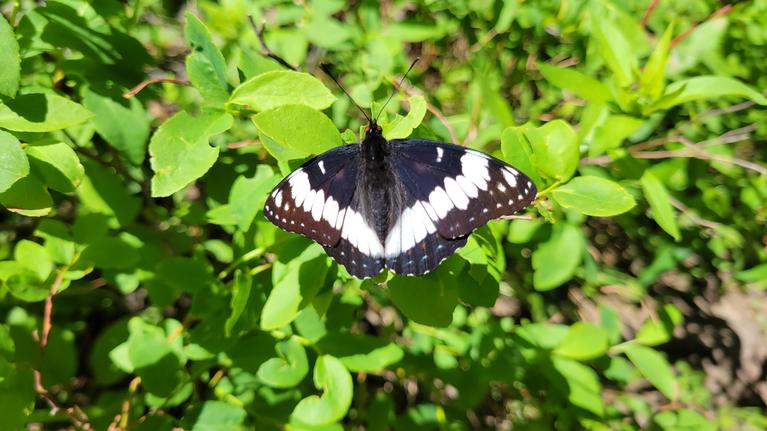 Photo of black and white butterfly