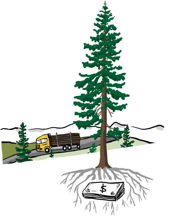 Illustration of large fir free with a stack of money buried with its roots. Mountains and truck on a road in the background.