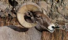Colorado Mountain Goat