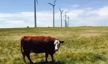 Cow Grazing in Windmill Farm