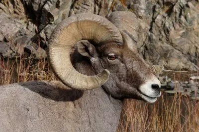 Colorado Mountain Goat