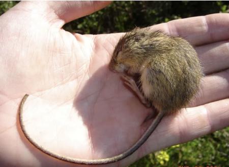 Preble’s meadow jumping mouse curled up in someone's hand.