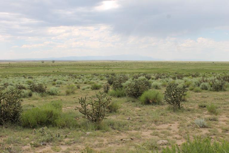 Chico Basin Ranch - green sagebrush plains with mountains in distance.