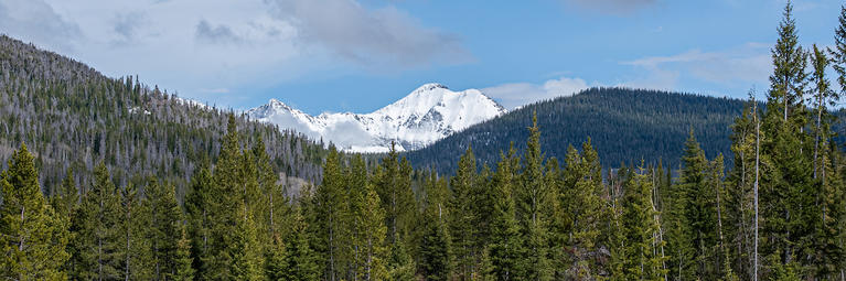 Evergreen trees in the foreground with a tree covered valley in the middle ground and snow covered peak in the background