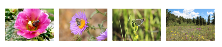 Four images of pollinators