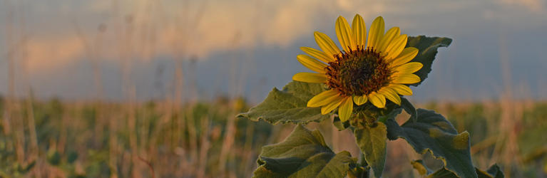 Sunflower in Colorado grasslands at golden hour