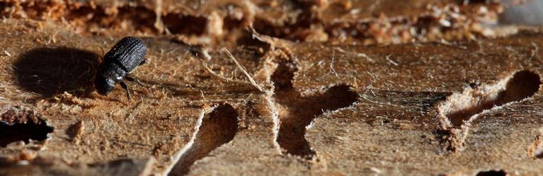 Mountain pine beetle on a tree with holes carved out by the beetle