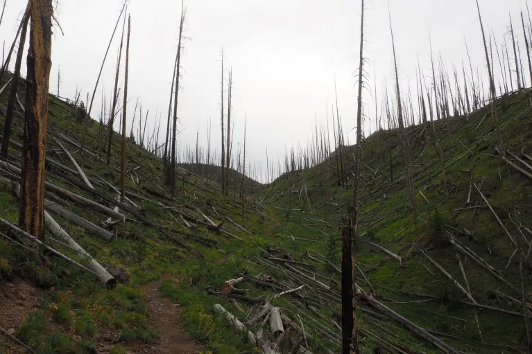 Flat Tops Wilderness 